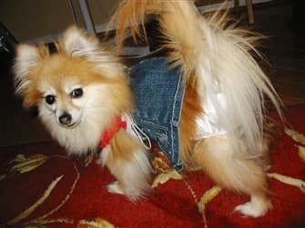 pomeraian-wearing-build-a-bear-clothes