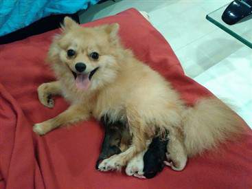 Pomeranian nursing newborn pups