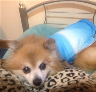 Pomeranian, 17 years old