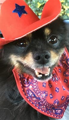 Pomeranian wearing 4th of July hat