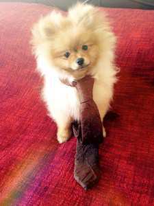 Pom puppy with tie