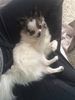 Pomeranian adult ear shape