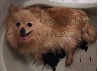 Pomeranian with litter after giving birth