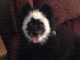 Pomeranian after pic, black with white ring on head