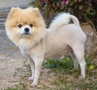 Pomeranian with all hair shaved off