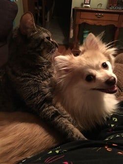 Are pomeranians friendly with cats