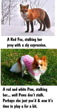 Pomeranian dog and a fox