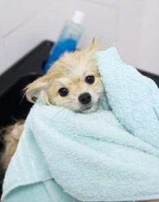 Pomeranian drying off after bath