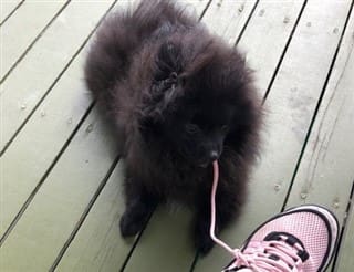 Pomeranian chewing on shoe lace