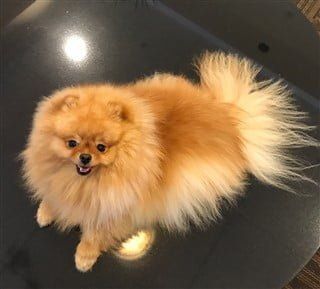 Pomeranian coat care, healthy fur