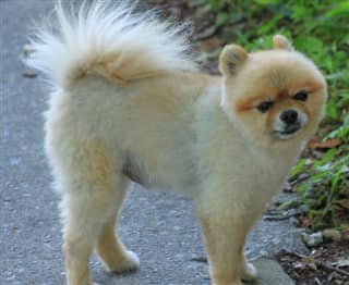Pomeranian coat destroyed by being shaved