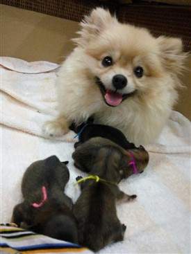 Pomeranian dam and litter of newborn pups