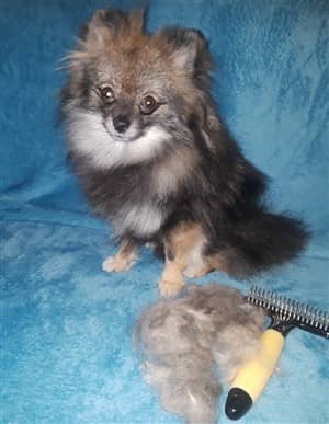 Do brush a Pomeranian often, rake tool