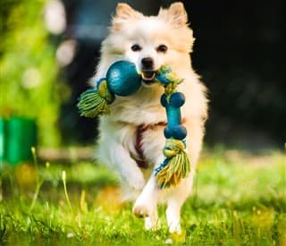 Pomeranian do engage in regular exercise