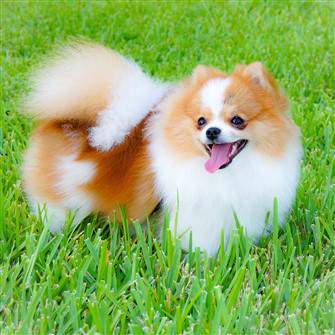 Pomeranian outside in grass