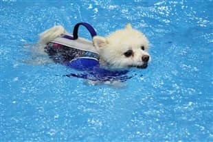 Pomeranian dog swimming