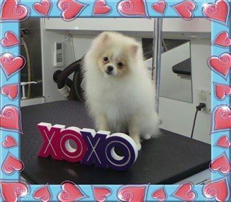 pomeranian-dog-valentine-greeting