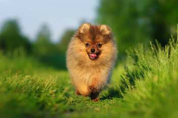 How Far Can a Pomeranian Walk? 