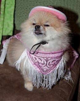Pomeranian in cowgirl costume