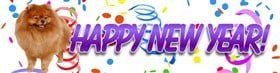 pomeranian-happy-new-year