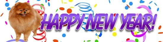 pomeranian-happy-new-year