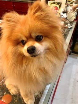 Pomeranian with healthy coat
