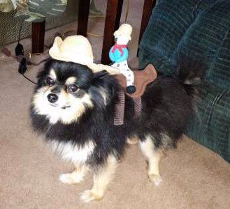 Pomeranian in horse costume