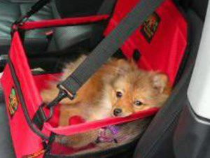Pomeranian in red car seat