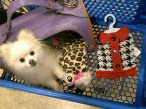 Pomeranian in shopping cart
