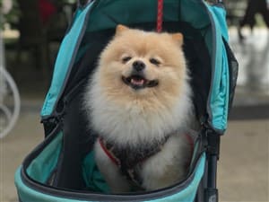 Pomeranian in dog stroller