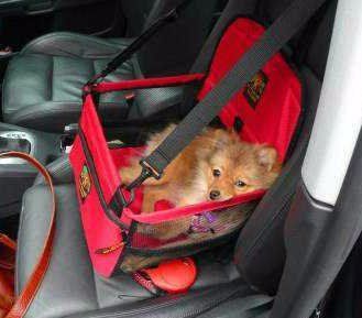 Pomeranian in good booster car seat