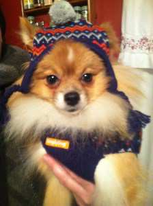 Pomeranian wearing a hat