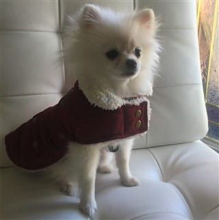 Pomeranian in red winter coat