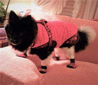 Pomeranian in winter coat