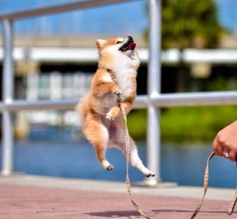 Pomeranian jumping high
