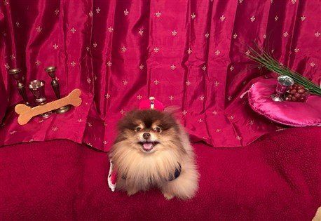 Pomeranian Costume Winner 2016- 2nd Runner Up