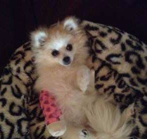 Pomeranian with leg cast
