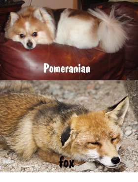 Pomeranian looks like fox