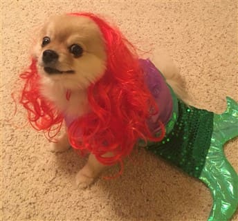 Pomeranian mermaid costume