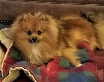 Pomeranian on blankets