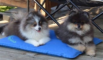 Pomeranians on cooling mat in summer