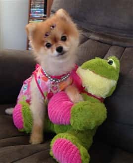 pomeranian-on-valentines-day-007