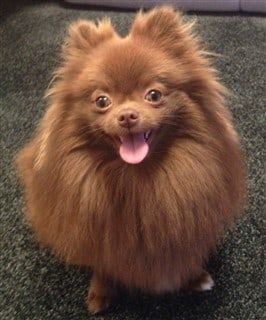 Pomeranian perfectly groomed