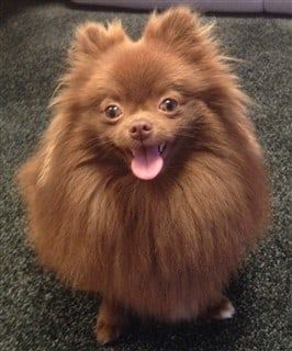 The Best Brushes and Grooming Tools for a Pomeranian