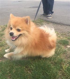 pomeranian-playing-outside