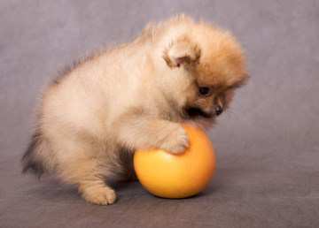 Pomeranian playing with orange fruit