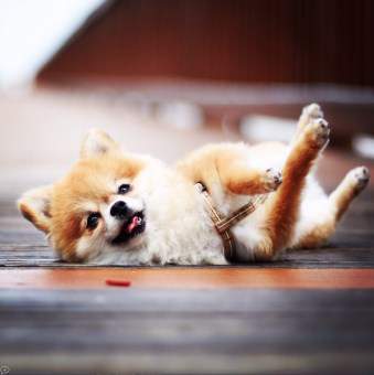 Pomeranian playing with owner