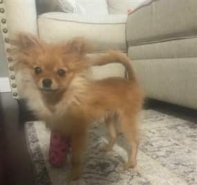 Pomeranian pup with leg in cast
