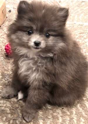 Pomeranian puppy with curly hair on chest