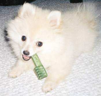 Pomeranian puppy teething on toy